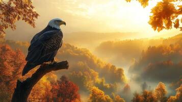 An eagle sits on a branch in the middle of a forest photo