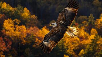 An eagle flying over a forest with autumn colors photo