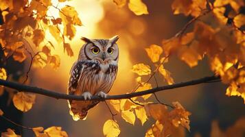 Owl sitting on a branch in the autumn sun photo