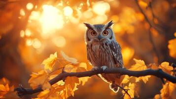 Owl sitting on a branch in the autumn sun photo