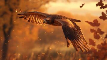 An eagle flying over a field with autumn leaves photo
