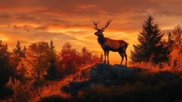 A deer stands on a hill at sunset photo