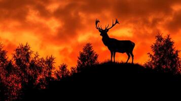 A deer stands on a hill with a sunset in the background photo