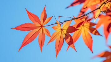 Close-Up of Red and Orange Maple Leaves Against a Blue Sky photo