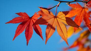 Close-up of Orange and Red Maple Leaves Against a Blue Sky photo