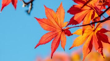 Red and Orange Maple Leaves Against a Blue Sky photo