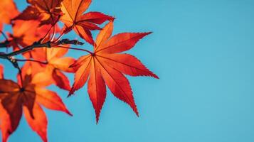 Red Maple Leaves Against a Blue Sky photo