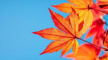 Close-up of Vibrant Orange and Red Maple Leaf Against a Clear Blue Sky photo