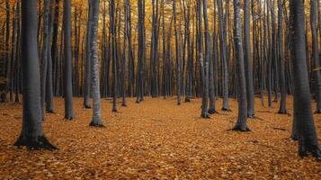 Dense Forest Floor Covered with Fallen Autumn Leaves photo