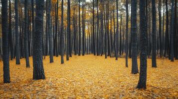 Golden Leaves Amongst Tall Trees in an Autumn Forest photo