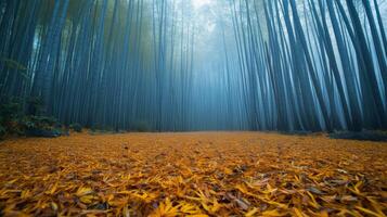A Pathway Through a Foggy Bamboo Forest with Golden Leaves photo