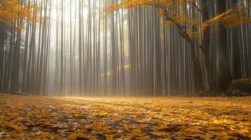 Golden Leaves in a Misty Bamboo Forest photo