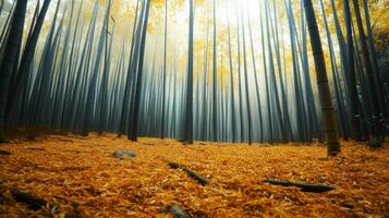 Sunlit Bamboo Forest with Golden Leaves on the Ground photo