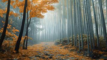 Foggy Bamboo Forest Path with Autumn Leaves photo