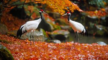 Two Red-Crowned Cranes Standing Amidst Fallen Autumn Leaves photo