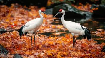 Two Red-Crowned Cranes Standing in a Bed of Autumn Leaves photo