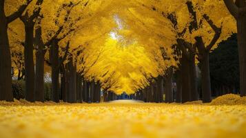 Golden Canopy Pathway Through Ginkgo Trees photo