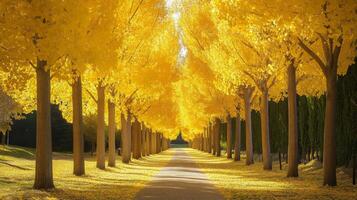 Golden Canopy Pathway Through Autumn Trees photo