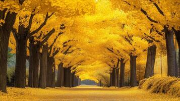 Golden Canopy Pathway Through Autumn Trees photo