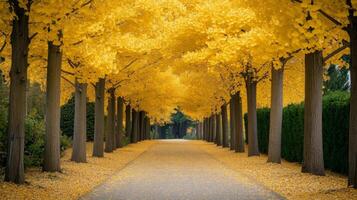 Golden Leaves Line a Pathway Through a Row of Trees photo