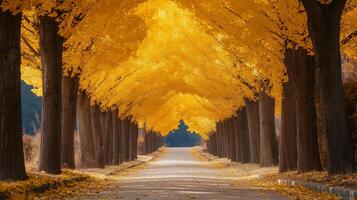 Golden Autumn Leaves Form a Tunnel Over a Road photo