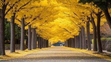 Golden Autumn Tree Canopy Pathway photo