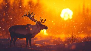 A Reindeer Stands in a Snowy Field at Sunset photo