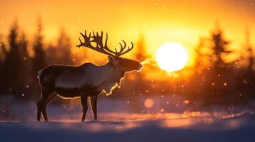 Reindeer Silhouette Against a Golden Sunset with Snow photo