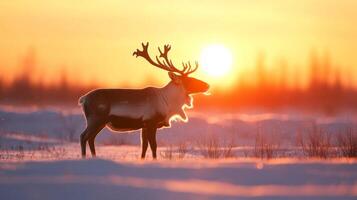 Reindeer Silhouette at Sunset in a Snowy Landscape photo