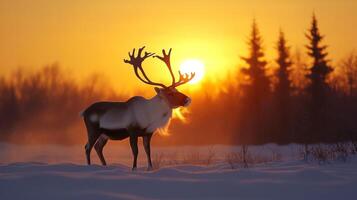 Reindeer Silhouette Against a Sunset in a Snowy Landscape photo