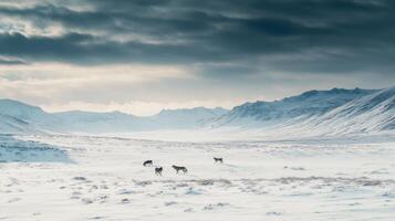 Three Reindeer Grazing in a Snowy Mountain Valley photo