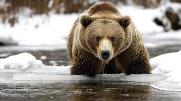 A Brown Bear Stands on Ice in a River photo