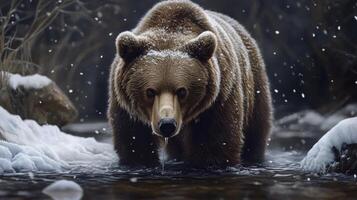 A Brown Bear Stands in a Snowy Creek photo