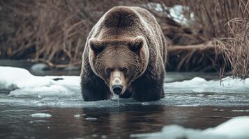 Grizzly Bear Standing in a Frozen River photo