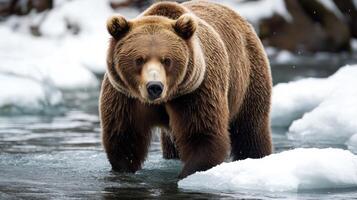 A Grizzly Bear Wading Through a Snowy River photo
