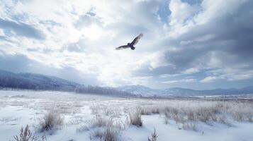 A lone hawk flying over a snowy landscape photo