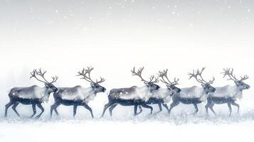 Reindeer Herd Walking Through a Snowy Landscape photo