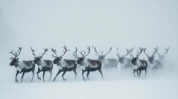 A Herd of Reindeer Running Through a Snowy Landscape photo