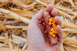 A farmer holding a nearly empty corn cob depicting a poor harvest, relevant for the concept of agricultural challenges photo