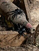 Dusty wine bottle with plastic spiders evokes Halloween spooky vibes and symbolizes aging and neglect photo