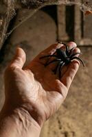 Hand holding a realistic spider toy, perfect for Halloween decorations or arachnophobia themed events photo