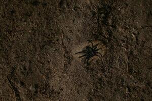 A black spider crawls on dark soil, symbolizing Halloween and evoking common arachnophobia related feelings photo