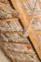Old cobweb covered wooden attic ceiling symbolizing neglect, cleanliness issues, and the need for spring cleaning photo