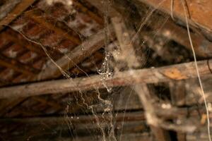 Old attic filled with cobwebs and dust, symbolizing neglect and Halloween spooky haunted house ambiance photo