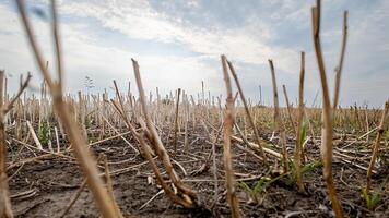 A dry, barren field of harvested crops under a cloudy sky representing agricultural drought and environmental challenges photo