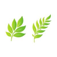 Two green leaves are shown on a white background vector