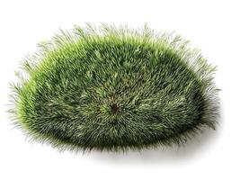 flat lay, top of views of patch of grass isolated on white background photo