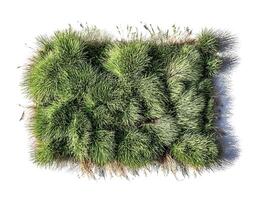 flat lay, top of views of patch of grass isolated on white background photo