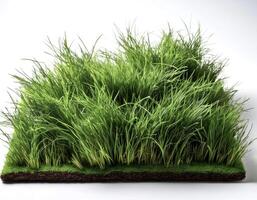 flat lay, top of views of patch of grass isolated on white background photo