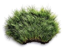 flat lay, top of views of patch of grass isolated on white background photo